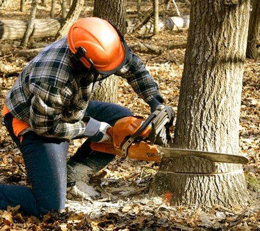 Tree Removal in Crisfield, MD